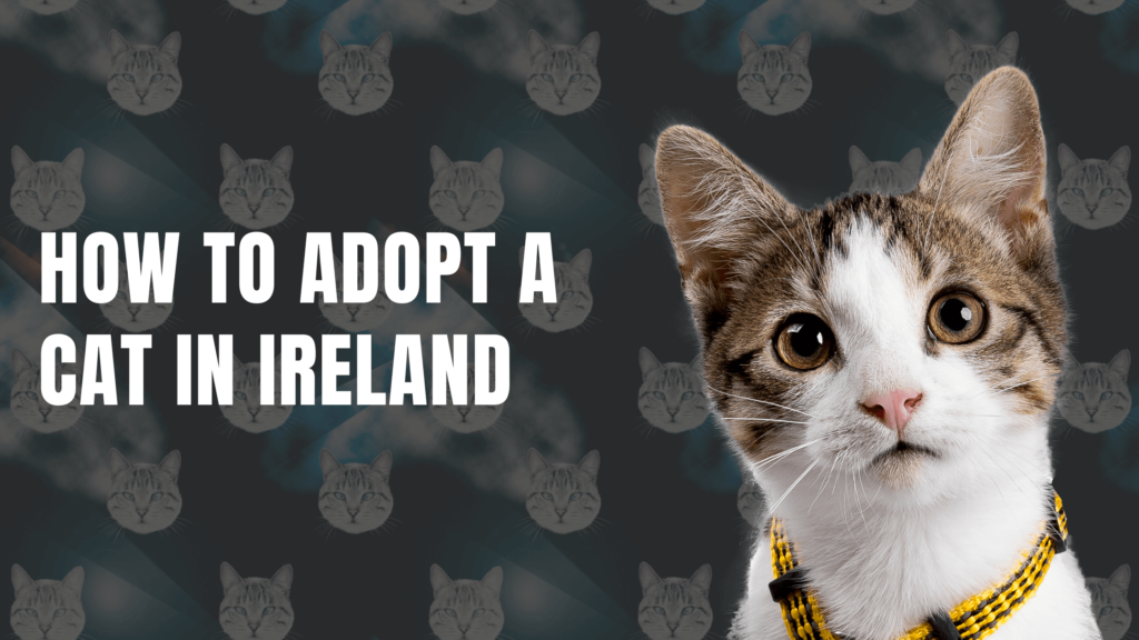 How to Adopt a Cat in Ireland