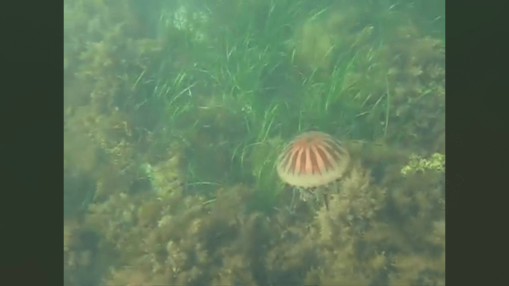 Jellyfish in Ireland