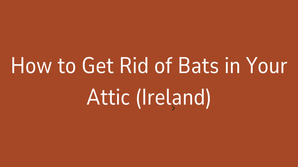 How to Get Rid of Bats in Your Attic