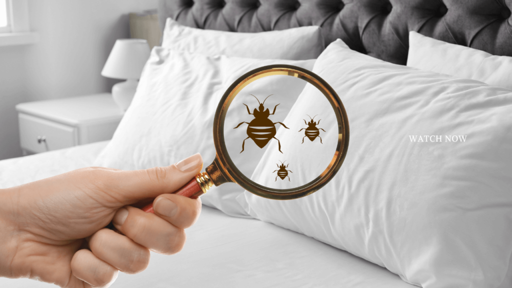 How to Get Rid of Bed Bugs in Ireland: A Step-by-Step Guide