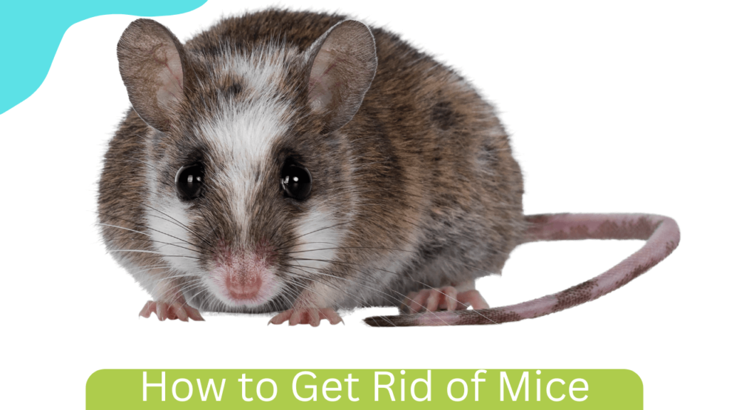 How to Get Rid of Mice