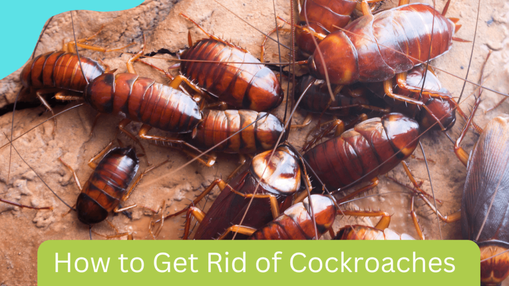 How to Get Rid of Cockroaches