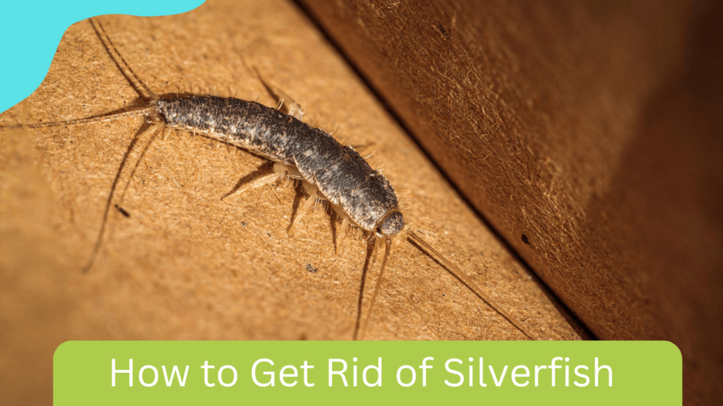 How to Get Rid of Silverfish