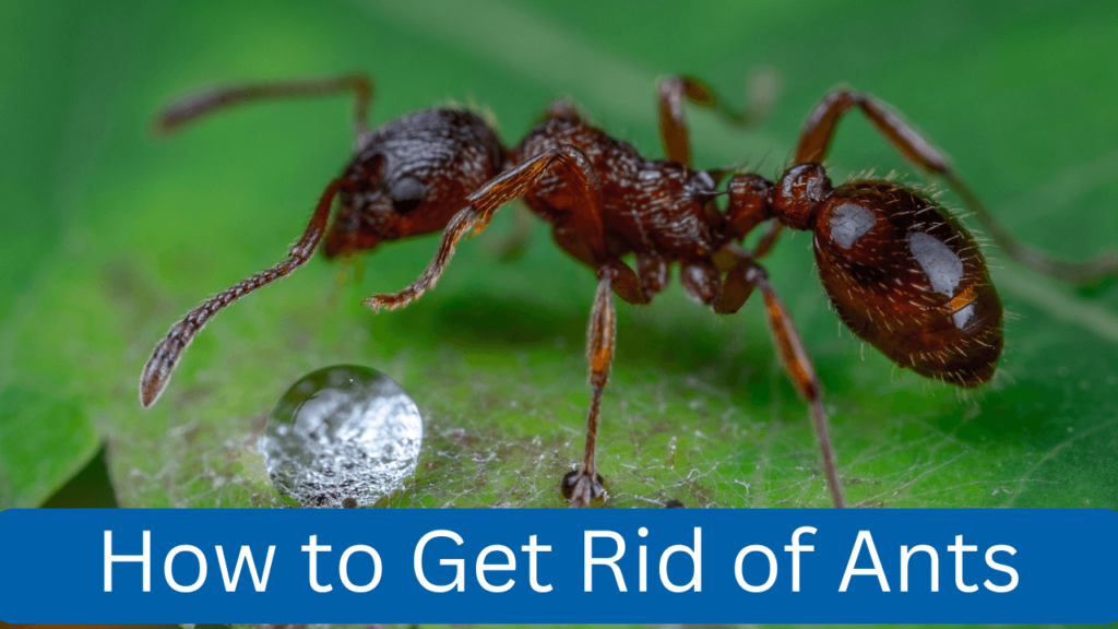 How to Get Rid of Ants