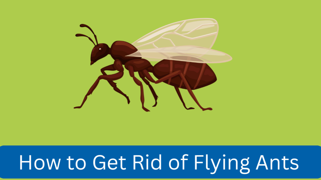 How to Get Rid of Flying Ants