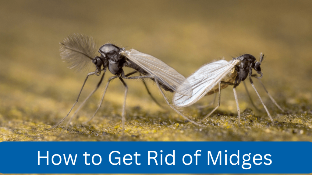 How to Get Rid of Midges