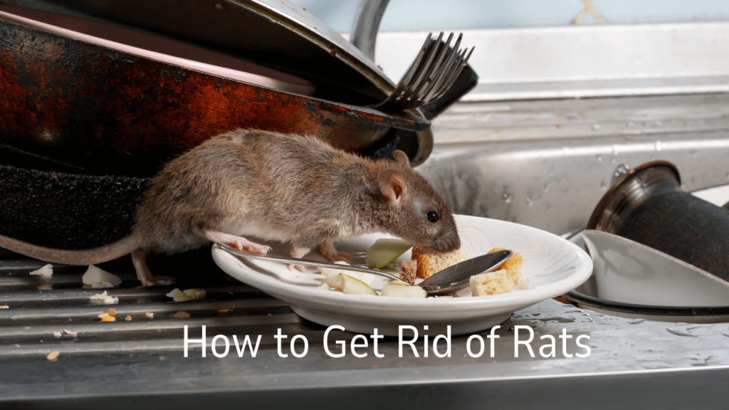 How to Get Rid of Rats