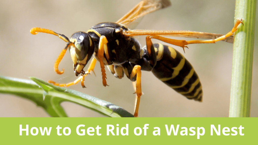 How to Get Rid of a Wasp Nest