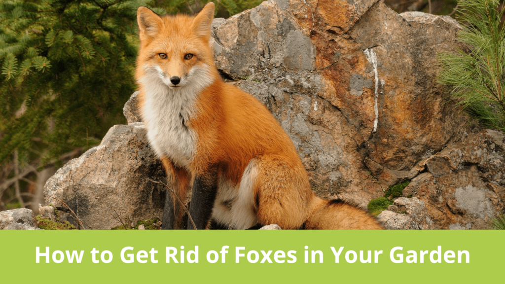 How to Get Rid of Foxes in Your Garden