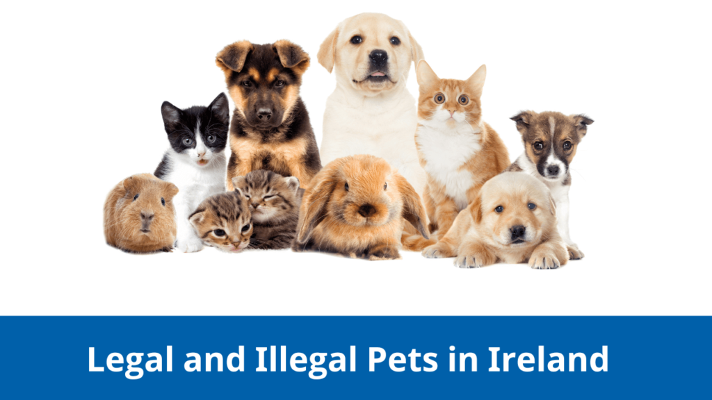 Legal and Illegal Pets in Ireland