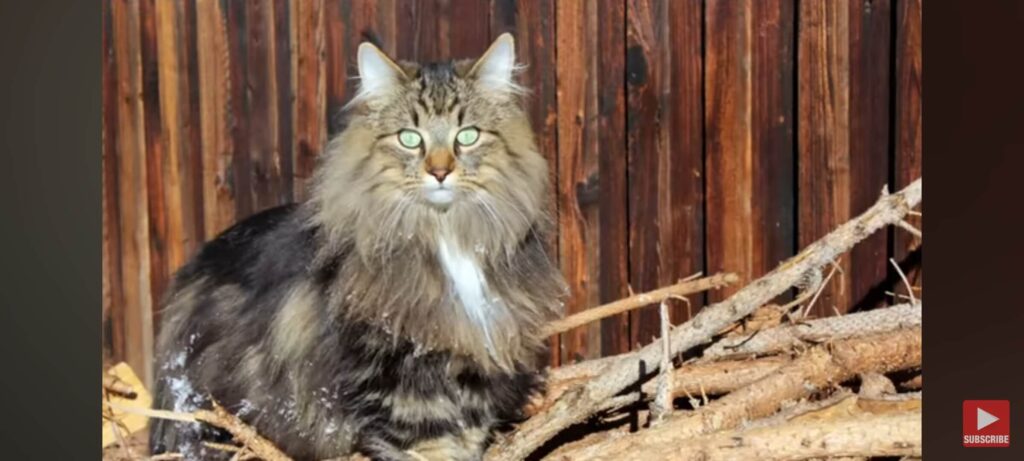 Why Maine Coons Are Popular in Ireland