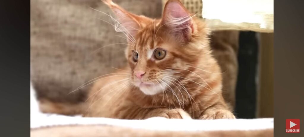 Maine Coon Cats in Ireland