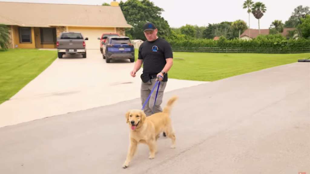 Train Your Own Service Dog