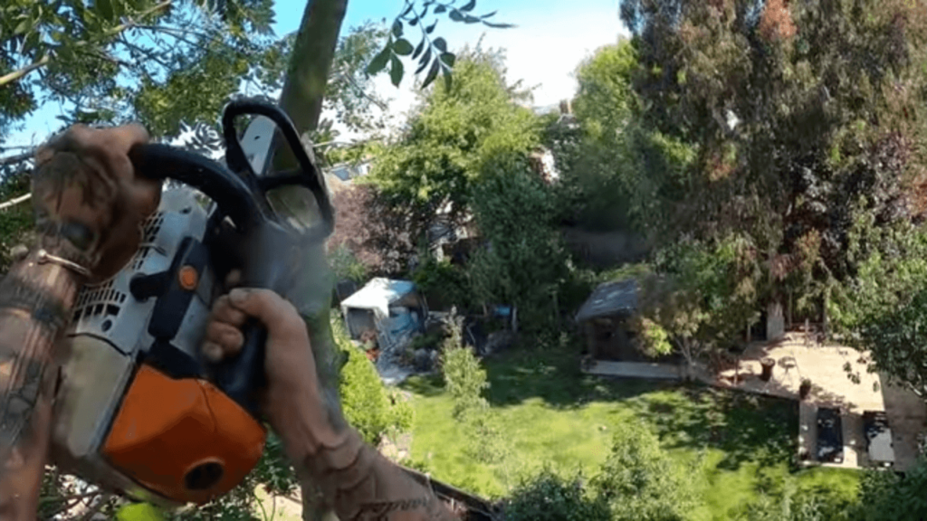 Why Hire a Tree Surgeon in Dublin?