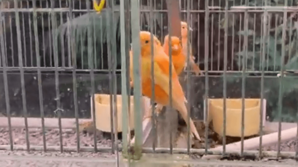 Best Pet Shops in Waterford