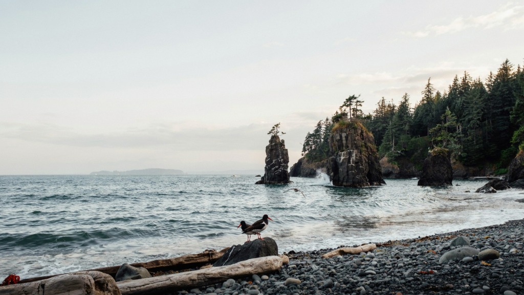 Coastal Beauty Canada